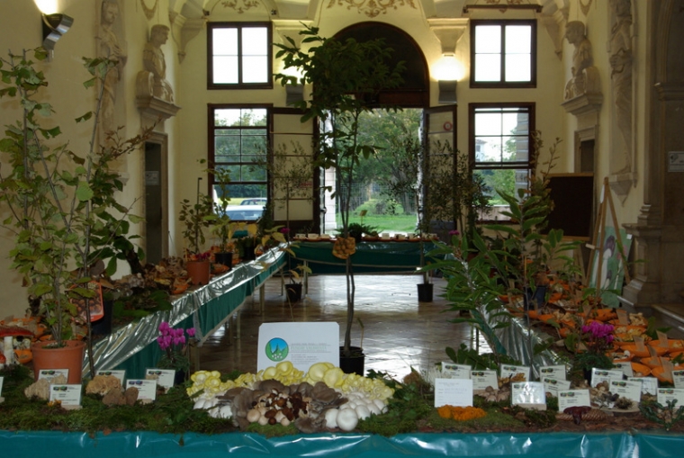 Mostra Micologica a Bassanodel Grappa